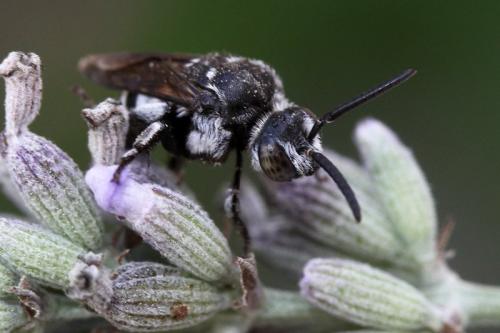 Thyreus ramosus
